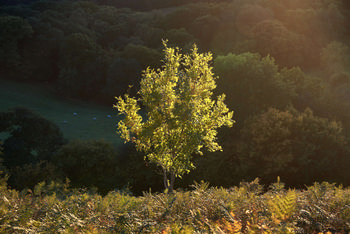 Hillside tree This landscape photograph captures a hillside tree illuminated by the warm evening sunlight during autumn in the North Yorkshire Moors, United Kingdom. The scene showcases the vibrant nature of the rural countryside, with rolling hills and dense woodlands in the background. Taken in 2018, the image displays the rich golden hues typical of the season, highlighting the tree against the darker surrounding foliage and portraying the tranquil beauty of the North Yorkshire Moors.